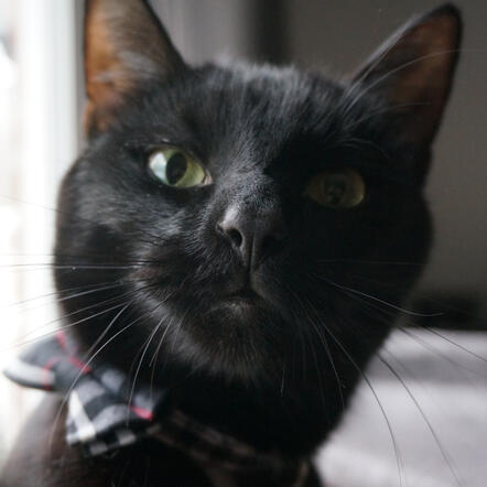 Image: Face of a handsome black cat wearing a black, white, and red plaid bowtie.